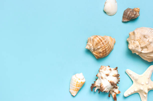 istock Summer concept, marine background. Different seashells and starfish on pastel blue background. Top view, flat lay, copy space. Sea summer vacation background. Travel, marine souvenir 1366117182