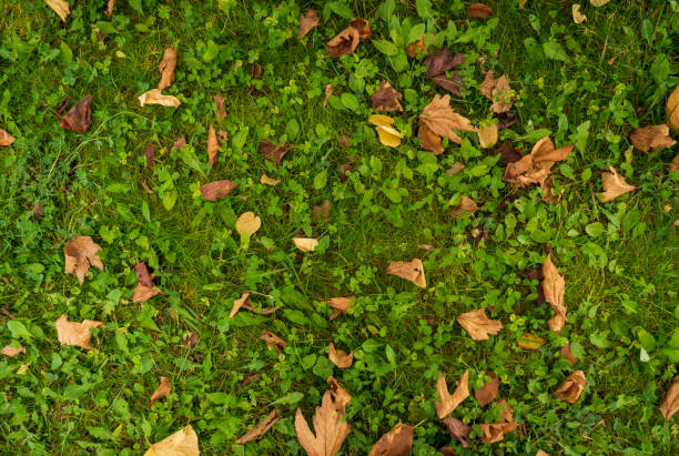 Falling Autumn leaves in lively sunlight