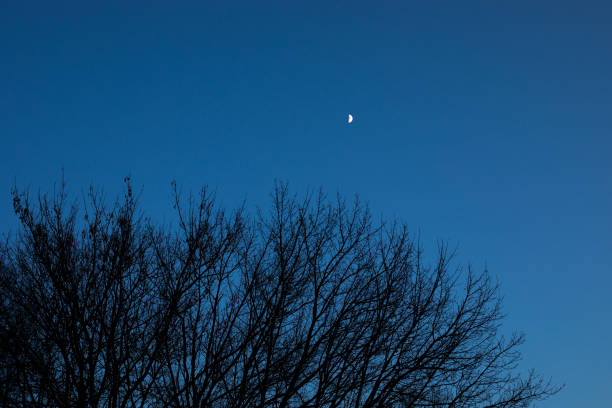 Moon among forest trees in the blue evening sky