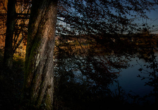 Full frame image of beech tree whose trunk shows twisted growth