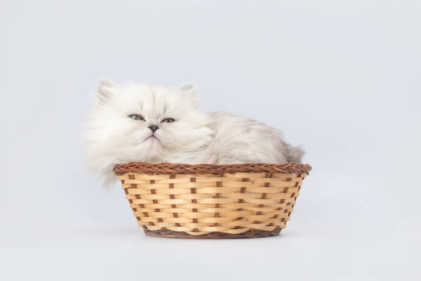 cute kitten in wicker basket. studio shot. british longhair cat breed photo - animal domestic cat basket kitten imagens e fotografias de stock