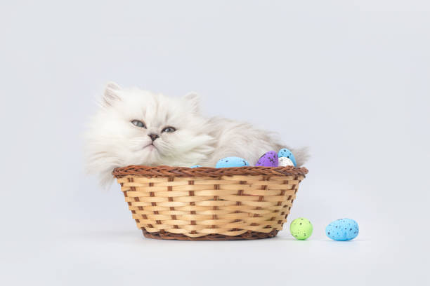 istock Funny kitten with easter eggs in wicker basket, banner with copy space. Studio shot. Easter spring background. British longhair cat breed photo 1366121119