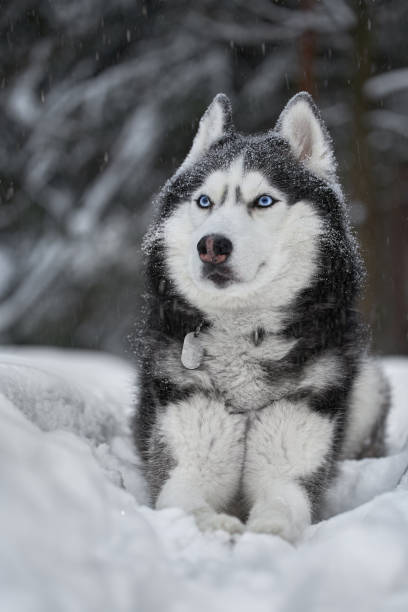 istock Husky dog wolf in snow forest, winter background. Winter forest 1366122931