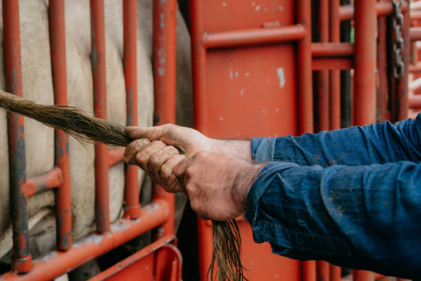 istock cows bulls and calves in the Colombian plain 1366123315
