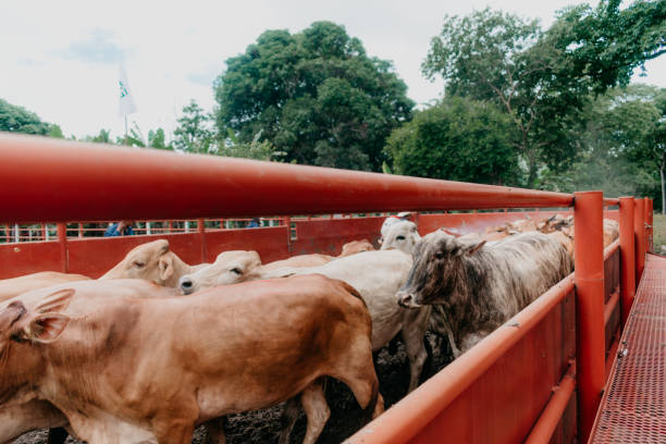 istock cows bulls and calves in the Colombian plain 1366123386