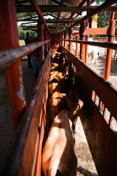 istock cows bulls and calves in the Colombian plain 1366123534