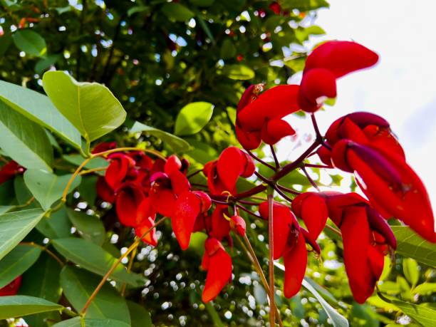 istock Flowering Cockspur Coral Tree 1366125481