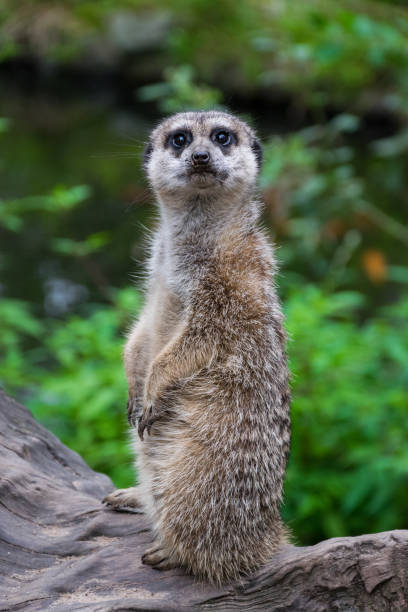 Meerkat Standing Up Looking At Camera Stock Photos, Pictures & Royalty-Free  Images - iStock