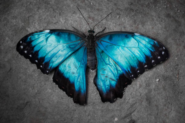 istock close up of a blue Morpho butterfly 1366126274