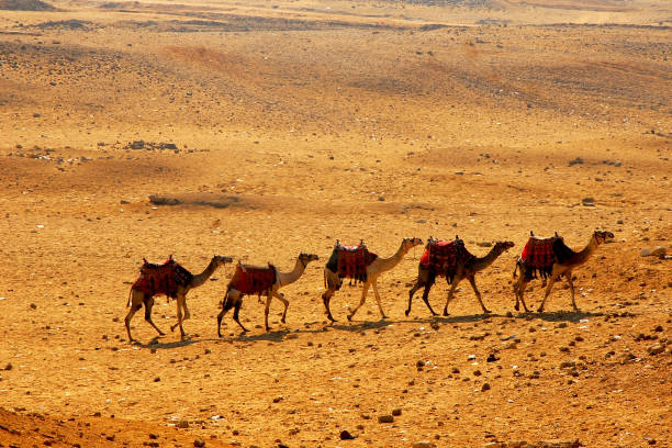 istock Five camels in the desert 1366126492