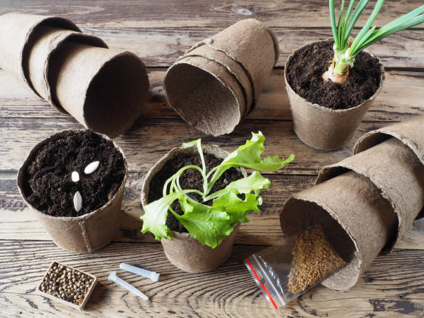 istock Peat biodegradable pots with soil and fresh vegetable plants, plastic boxes and a zip bag with seeds and on a wooden table, top view. Natural ecological material for growing seedlings and storage containers, gardening and farming 1366127319