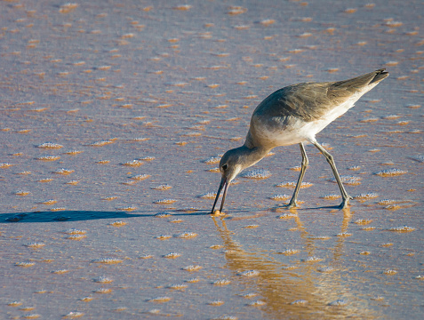 A Short Billed Dowitcher is reflected in the shallow water as it feeds on a morsel on a Florida  beach in late December