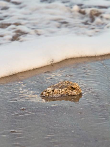 Coquina rock broken off from the reef washes ashore in Satellite beach Florida. An example of Coquina a sedimentary rock that forms from the lime in ancient seashells and mollusks. The rock forms over time and builds much of the Reefs along the east coast of Florida. Early settlers used the rock as building material with much of the fort at Saint Augustine built with the material.