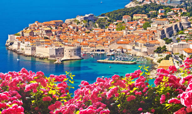 Historic town of Dubrovnik panoramic rose flower view Historic town of Dubrovnik panoramic rose flower view, tourist destination in Dalmatia region of Croatia dubrovnik stock pictures, royalty-free photos & images
