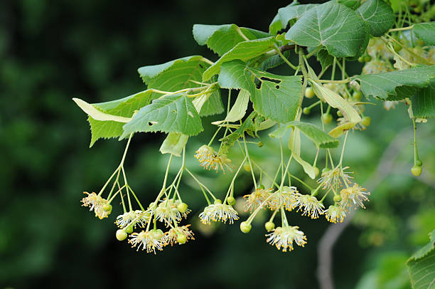 ライムの木の花 Lindenblüten der Linde （リンデ） ストックフォト