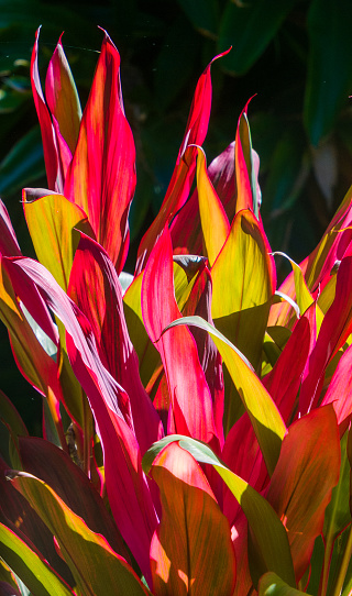 The vibrant colors of a Hawaiian Ti plant (cordyline fruticosa)  backlit in a Florida garden.
