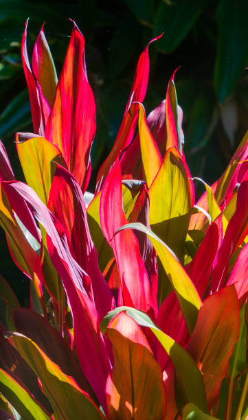 Hawaiian Ti Plant Backlit The vibrant colors of a Hawaiian Ti plant (cordyline fruticosa)  backlit in a Florida garden. cordyline fruticosa stock pictures, royalty-free photos & images