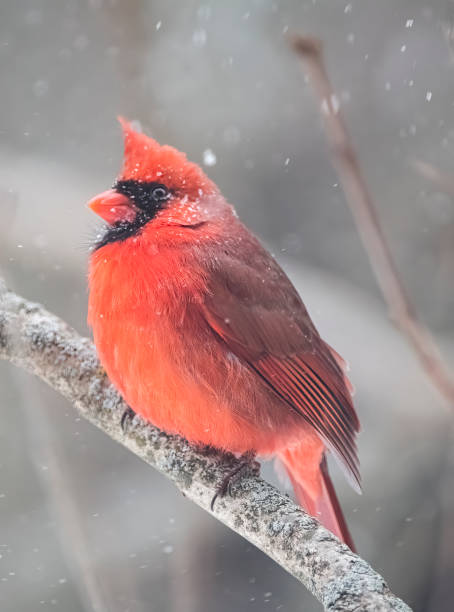 istock Cardinal in snowstorm 1366133332