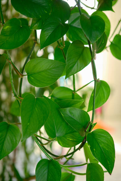 istock close-up Epipremnum aureum 1366134386