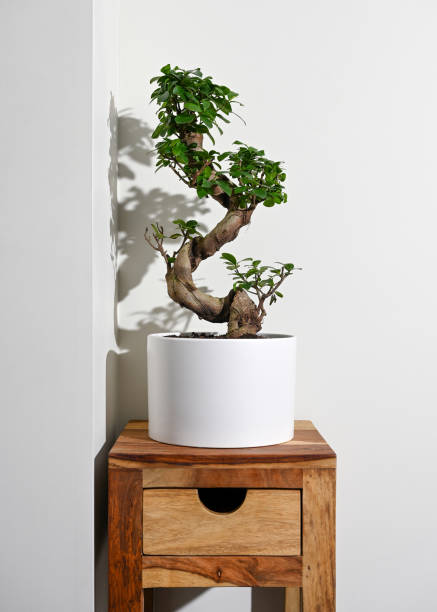 Ginseng ficus bonsai plant in white pot on table Ginseng ficus bonsai plant in white pot on table with drawer ficus microcarpa bonsai stock pictures, royalty-free photos & images