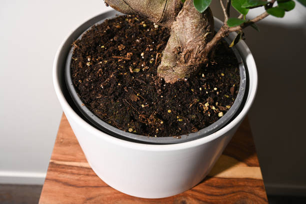 Ginseng ficus bonsai plant trunk and dirt closeup macro stock photo