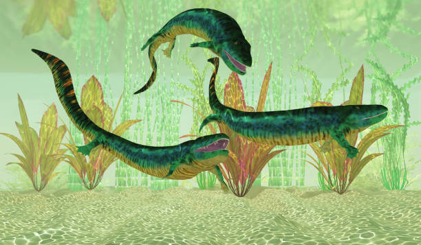 Eogyrinus Carboniferous Tetrapod Three Eogyrinus amphibians search together for fish prey during the Carboniferous Period of England. amphibian stock pictures, royalty-free photos & images