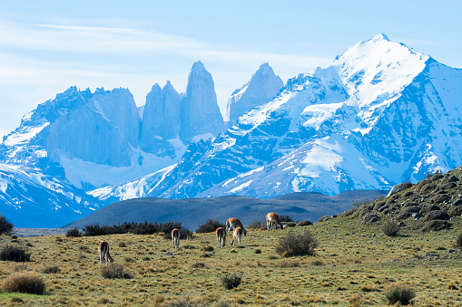 Guanacos grazing,Torres del Paine National Park,