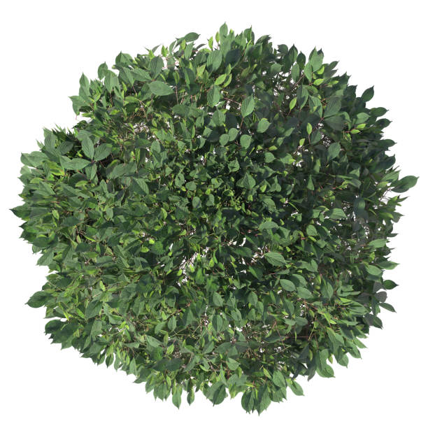 istock 3D bushes shrub and trees isolated rendering 1366137988