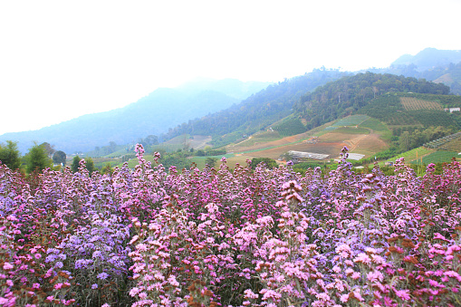 Mountain range with pink flower  through the morning colorful fog.with sunlight romanctic moment