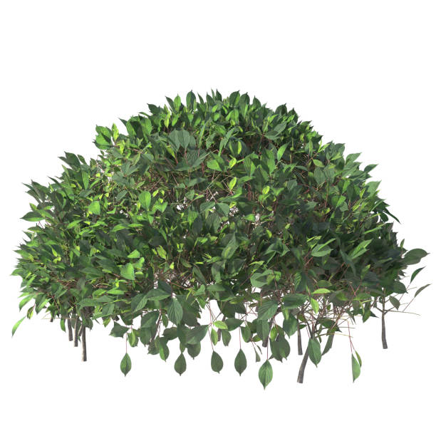 istock 3D bushes shrub and trees isolated rendering 1366138016