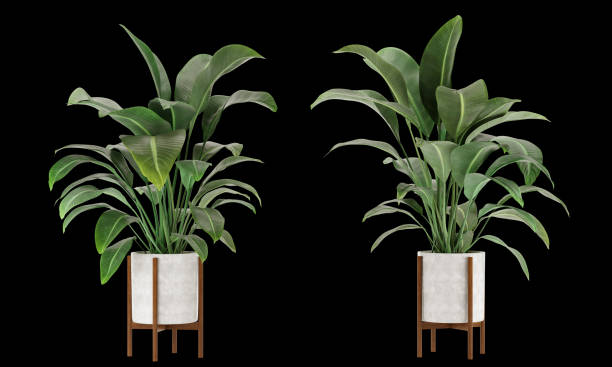 istock Bird of paradise  in pot isolated 1366138074