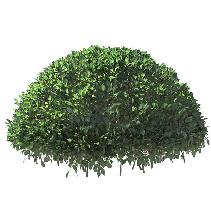 3D bush  isolated on white background
