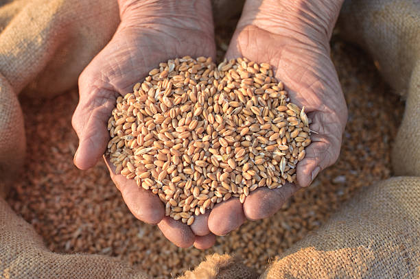 istock Wheat and hands of the old farmer 136614002
