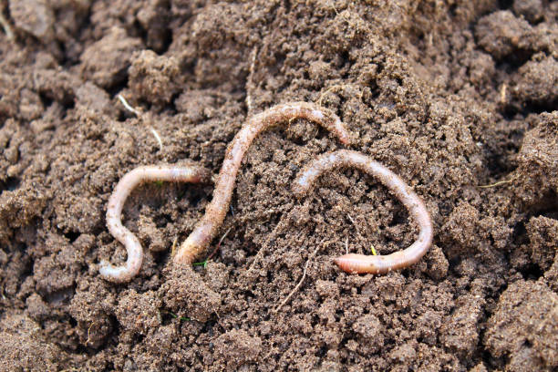 istock Earthworms on the surface. Close-up. Background. 1366140991