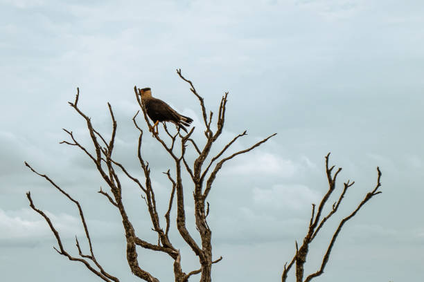 istock hawk in the city of Carrancas 1366141070