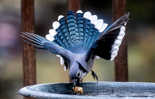 Bluejay on the deck with peanut