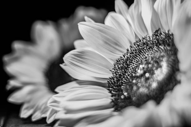 istock Sunflower in Black and White 1366141136