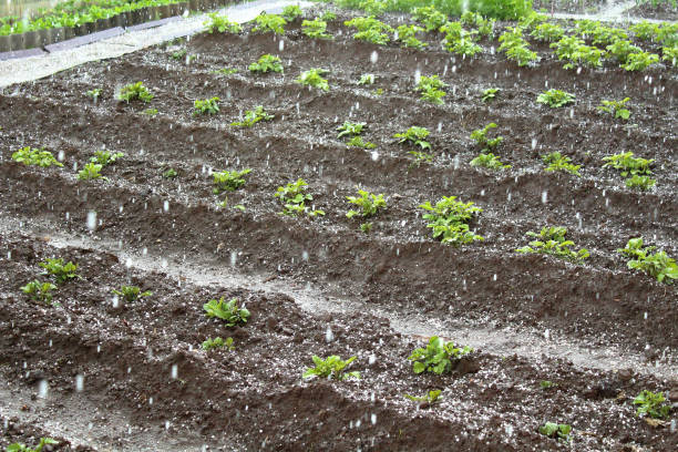 Hail falls on the potato beds in the garden. Background. stock photo