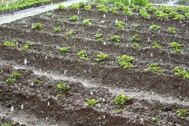 Photo of Hail falls on the potato beds in the garden. Background.