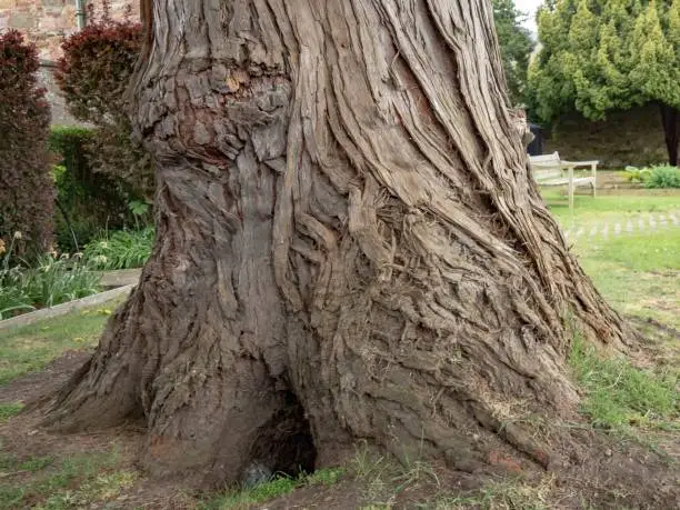 Rosewood Tree Trunk.