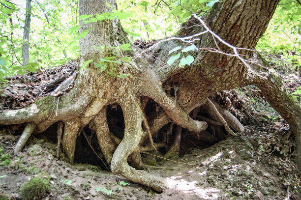 istock unusual hug of two trees 1366141341