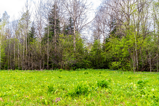 a large clearing with young grass and the first flowers among the taiga - forests with deciduous and coniferous trees, selective focus