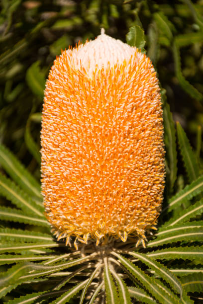 istock Murbko Banksia 1366143024