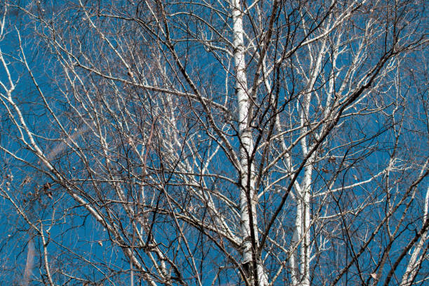 istock Birch trees forest, no leaves on blue sunny sky 1366143238