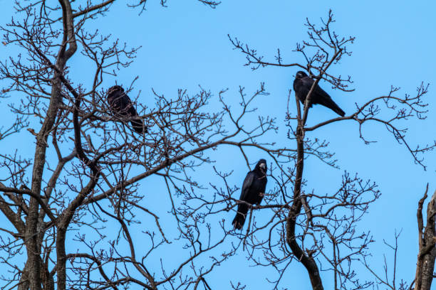 istock Crow birds sitting on bare tree branch on blue sky 1366143316