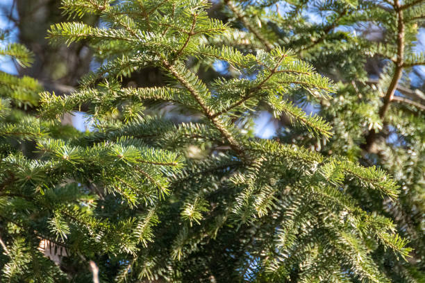 istock Green pine tree fur on sunny background 1366143877