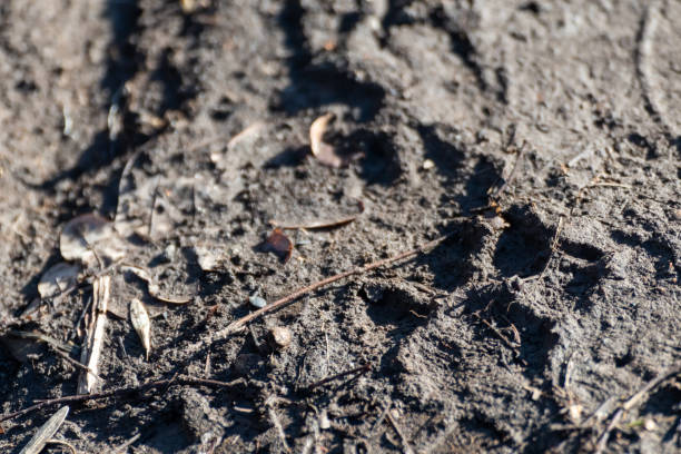 huellas de patas de perros en primer plano de caminos rurales de tierra - paw print animal track dirt track fotografías e imágenes de stock