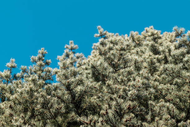 Green leaf tree with beautiful sky