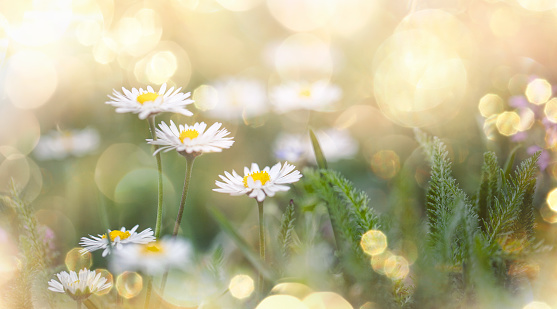 Idyllic spring meadow on a beautiful sunny day