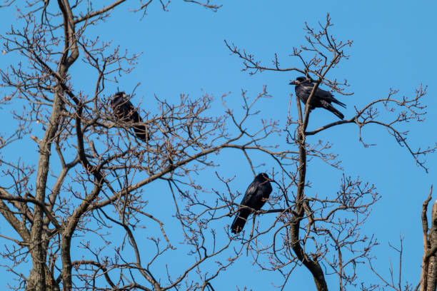 istock Crow birds sitting on bare tree branch on blue sky 1366146074